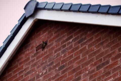Fascia & Soffits Staffordshire